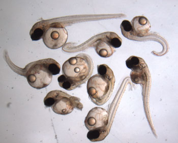 medaka fish 
embryos